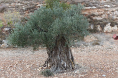 F22_a-senhora-oliveira_8620_-_Rec709